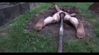 Cara excêntrica ador ...